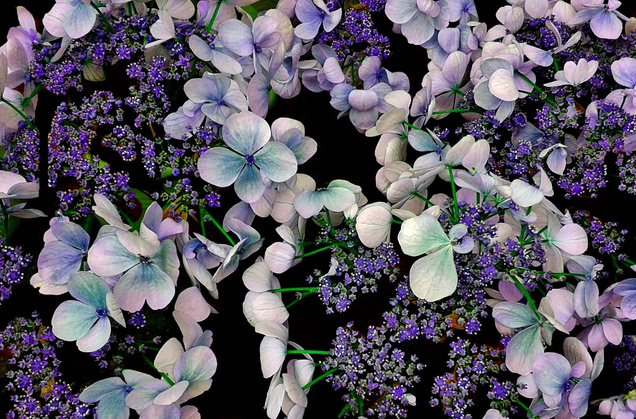 Purple Hydrangea Flowers